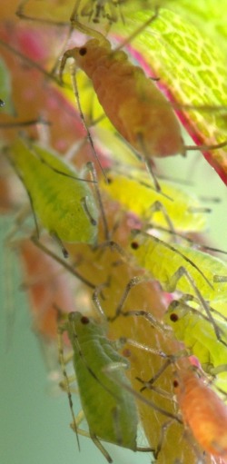 Aphids on rose leaf